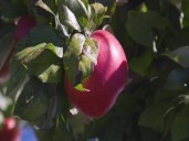 Family Fun at King Orchard’s During Apple Season