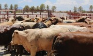 Concluye el Programa Integral de Producción de Carne en Sonora