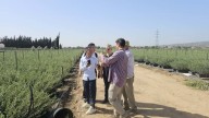Córdoba y Sichuan refuerzan su alianza científica para adaptar el olivo al clima chino y abrir nuevos mercados para el aceite andaluz
