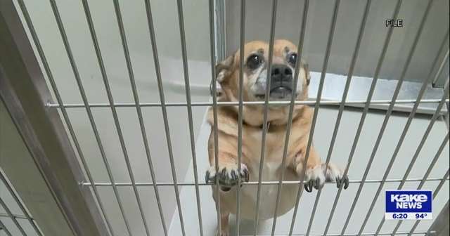 New animal shelter opening in Wichita on October 11