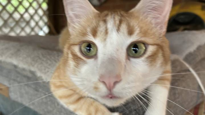 AAMW offers free microchipping for dogs, cats in October