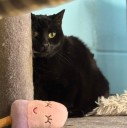 Heartbroken: Orphaned shelter cat Amy waits for a new home after losing her owner