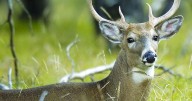 DNR: Robust 2024 deer hunting harvest could extend into 2025