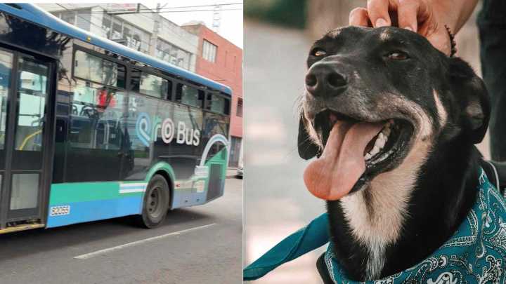 Qrobús se Vuelve Pet Friendly; Ahora Podrás Subir a tus Mascotas al Transporte Público