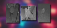 LMPD seeks help identifying 4 armed suspects breaking into homes, vehicles
