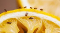 Adiós a las mosquitas de la fruta: probá este truco natural y seguro con ingredientes que tenés en casa