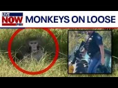 BREAKING: Lab monkeys on the loose in Mississippi