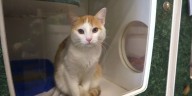 Humane Society of Southwest Missouri to host spay/neuter event