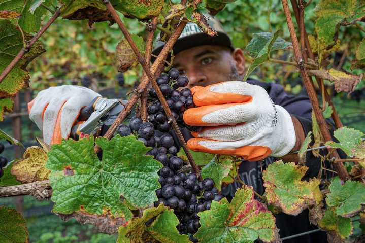 Friends of the vine: A community picks grapes at Whidbey winery