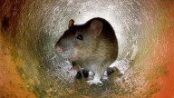 Ratas en aumento: cómo la basura y el clima influyen en su proliferación