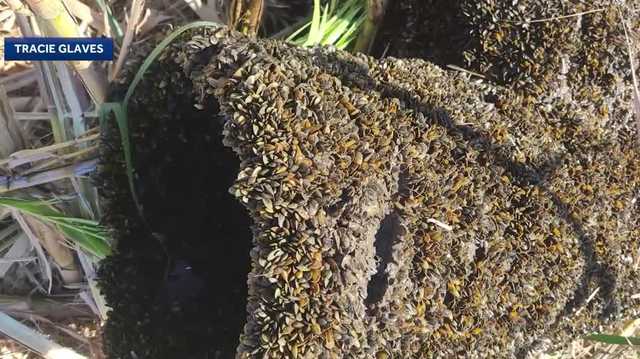San Joaquin County works to tackle invasive golden mussels