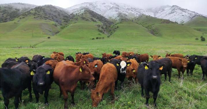 New study confirms animal protein is part of a healthy diet