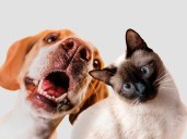 India: pareja pide divorcio porque su perro y su gato no se llevan