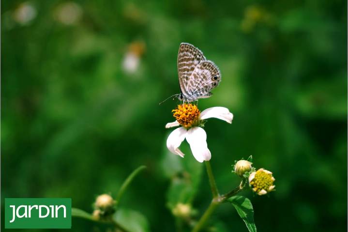 ¿Seguís llamándolas malezas?. Algunas plantas que crecen “solas” no son un error, sino un diagnóstico