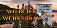 NDOW Celebrates Bat Week