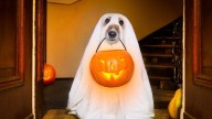 Fotos de Halloween con IA: ¿Cómo usar Gemini para disfrazar a tu mascota virtualmente?