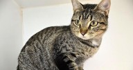 Galveston County Animal Resource Center pets of the week