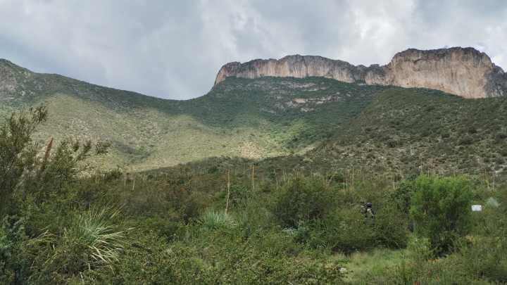 Piden a empresas adoptar árboles para apoyar reforestación del Cañón de San Lorenzo