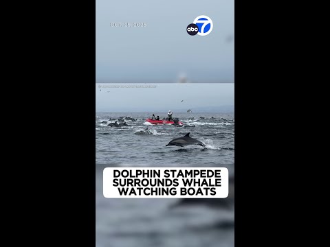Dolphin stampede surrounds whale