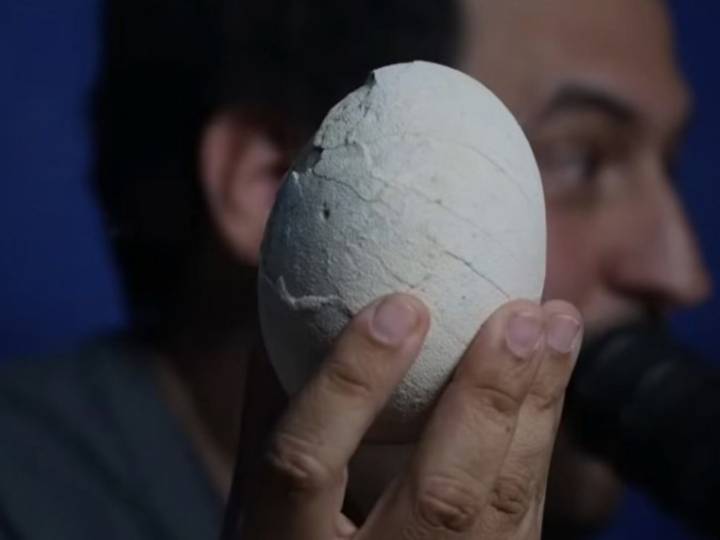 Sensacional hallazgo: encontraron un huevo de dinosaurio carnívoro en la Patagonia