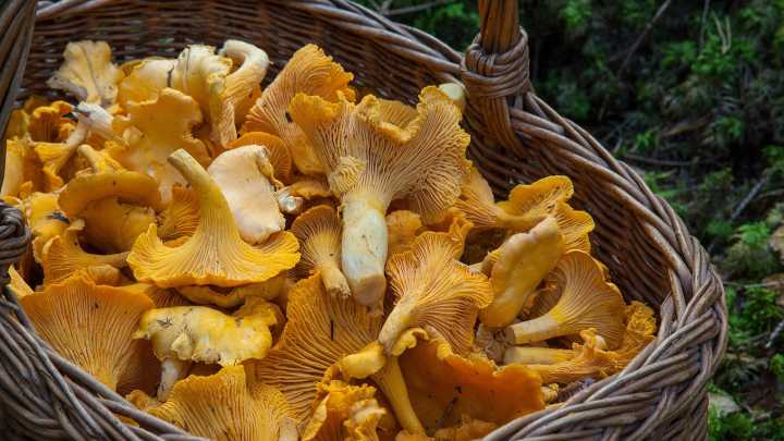 La Semana Micológica de León desafía a la peor temporada de recolección en años