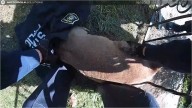 Watch a deer trapped in a Jackson-area iron fence be freed by police