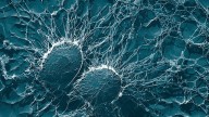 Descubren moléculas fluorescentes que brillan y permiten ver mejor las células humanas