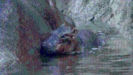 ABQ BioPark welcomes brand new baby hippo