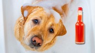 Por qué hay que usar un chorrito de vinagre para bañar al perro: ¿qué significa?