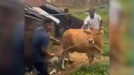 Hindutva workers destroy meat shop, seize cows in Odisha