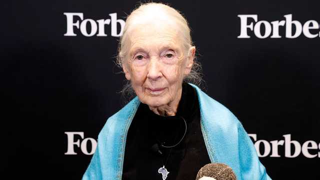 Jane Goodall, conservationist known for chimpanzee research, dies at 91