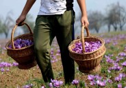 After Poor 2024, Growers Expect Better Saffron Yield in Kashmir Due to Timely Rains
