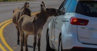 Wild donkeys damage saguaros, other plants vital for the Sonoran Desert ecosystem