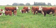 Márgenes ganaderos en alza: señales de rentabilidad, con desafíos en el horizonte
