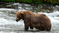 Chunk, a 1,200-pound bear, wins Alaska's Fat Bear Week contest
