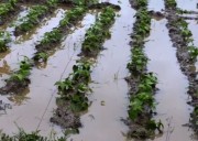 Continuous rain after Cyclone Montha worsens farmers’ plight in Odisha