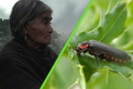 Hemos descubierto una nueva especie de luciérnaga en México; le pusimos el nombre de una curandera