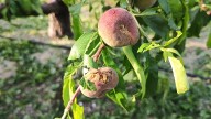 El Gobierno regional aumenta en un millón de euros el seguro agrario para apoyar a agricultores afectados por granizadas