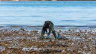 La Cofradía de Barallobre demandará al Ayuntamiento de Neda por contaminar las aguas de la ría de Ferrol