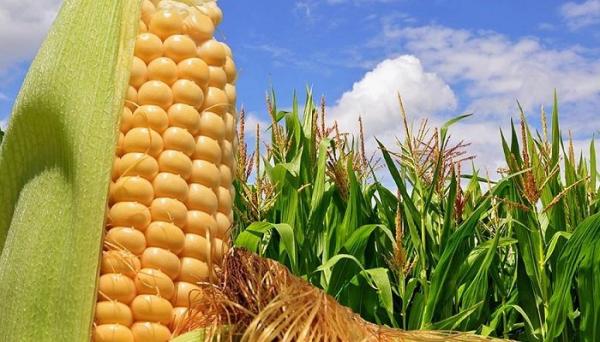 IGC alerta posible reducción del 1% en producción global de maíz