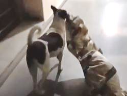 Viral video: Dog steals bedsheet from hostel, tug of war breaks out with owner!