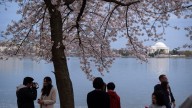 Japan to gift 250 cherry trees to US, prime minister says