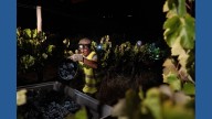 In Portugal, the cool of the night is when some vineyards harvest grapes