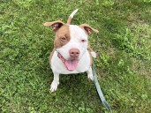 CNY SPCA Pet of the Week: Stallone will knock you out