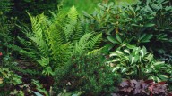 The 10 Best No-Mess Shade Plants To Add To Your Garden