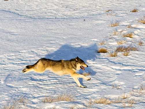 Colorado’s Wolf Reintroduction Effort Facing New Roadblock