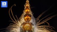 Albany woman wins international wildlife photography award for second time
