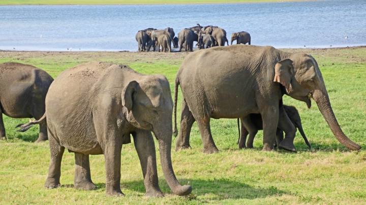 Travel: ‘The Gathering,’ an elephant meet-up in Sri Lanka, is a wild experience – Orlando Sentinel