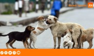 Alerta en Independencia: reportan envenenamiento masivo de perros en sectores de Nueva Florida y Vichay Alto