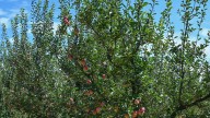 Kashmir’s Untimely Rains: Horticulture Dept Assesses Crop Losses